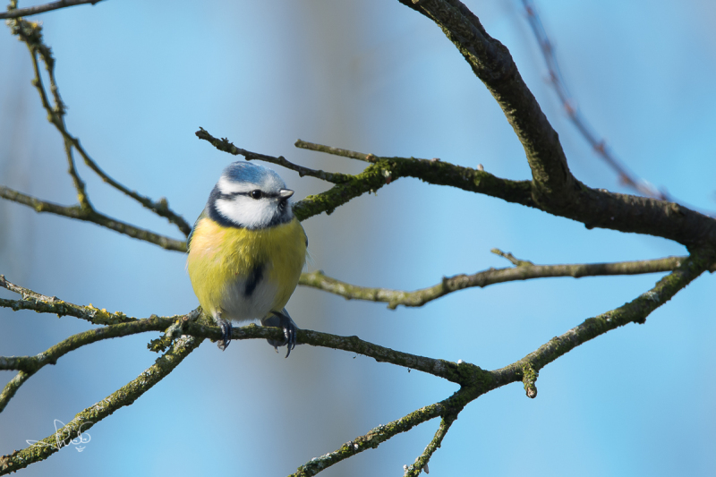 Pimpelmees / Bluetit (Cyanistes caeruleus)