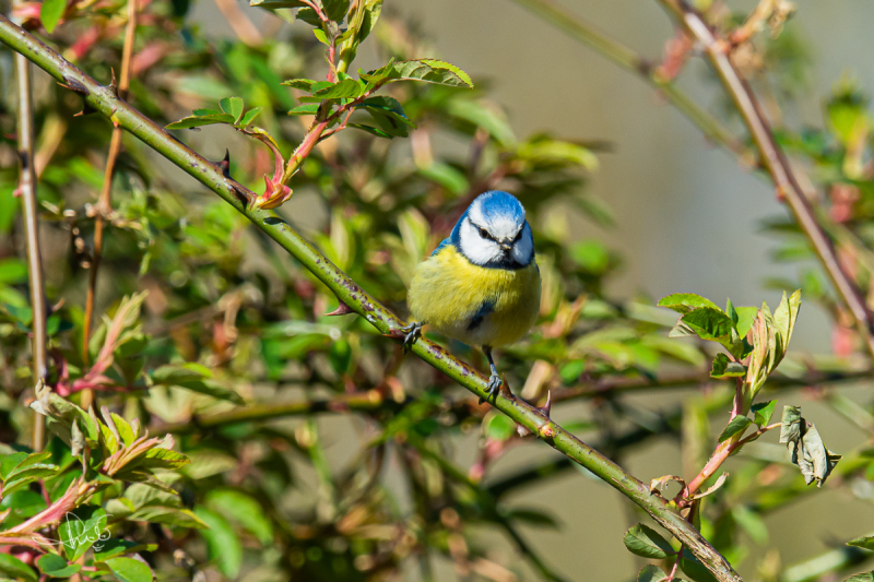 Pimpelmees / Blue Tit (Cyanistes caeruleus)