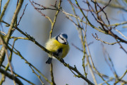 Pimpelmees / Bluetit (Cyanistes caeruleus)