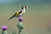 Putter / European Goldfinch (Carduelis carduelis)