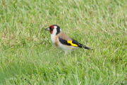 Putter / European Goldfinch (Carduelis carduelis)