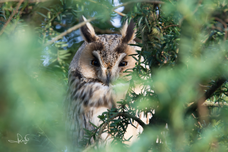 Ransuil / Long-eared Owl (Asio otus)