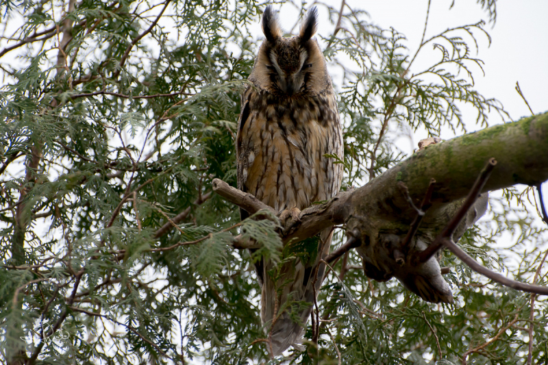 Ransuil / Long-eared Owl (Asio otus)