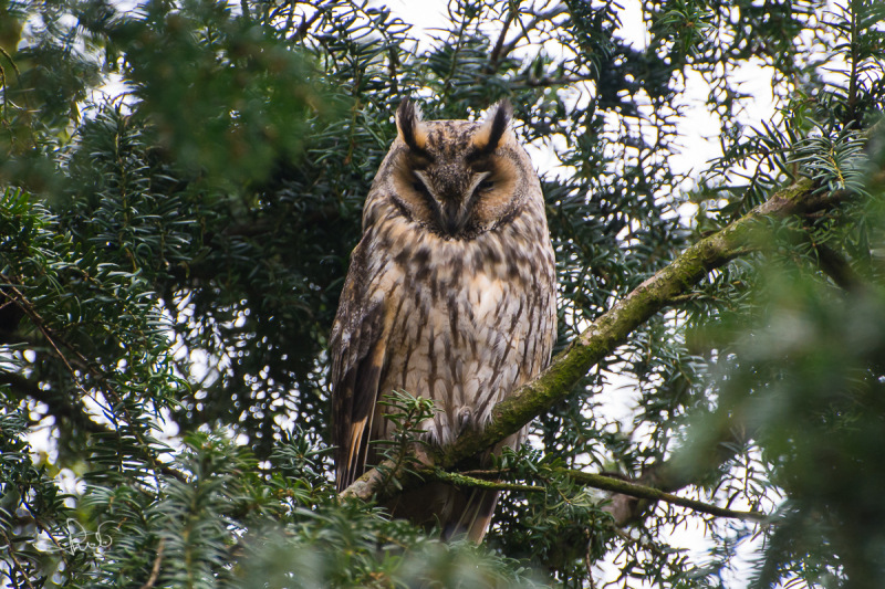 Ransuil / Long-eared Owl (Asio otus)