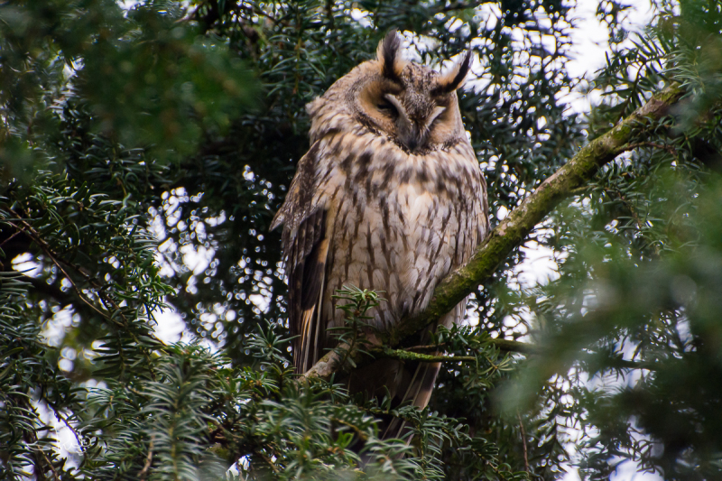 Ransuil / Long-eared Owl (Asio otus)