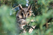 Ransuil / Long-eared Owl (Asio otus)