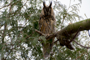 Ransuil / Long-eared Owl (Asio otus)