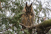 Ransuil / Long-eared Owl (Asio otus)