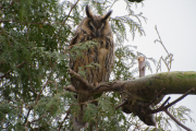 Ransuil / Long-eared Owl (Asio otus)