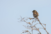 Rietgors / Common Reed Bunting (Emberiza schoeniclus)