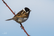 Rietgors / Common Reed Bunting (Emberiza schoeniclus)