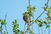 Rietzanger / Sedge Warbler (Acrocephalus schoenobaenus)