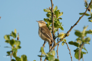 Rietzanger / Sedge Warbler (Acrocephalus schoenobaenus)