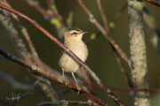 Rietzanger / Sedge Warbler (Acrocephalus schoenobaenus)