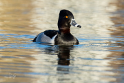 Ringsnaveleend / Ring-necked Duck (Aythya collaris)