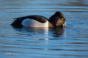 Ringsnaveleend / Ring-necked Duck (Aythya collaris)