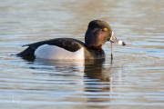 Ringsnaveleend / Ring-necked Duck (Aythya collaris)