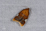Rode driehoekbladroller / Golden Leafroller Moth (Acleris holmiana), micro