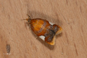 Rode driehoekbladroller / Golden Leafroller Moth (Acleris holmiana), micro