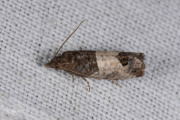 Rode knopbladroller / Bud Moth (Spilonota ocellana), micro