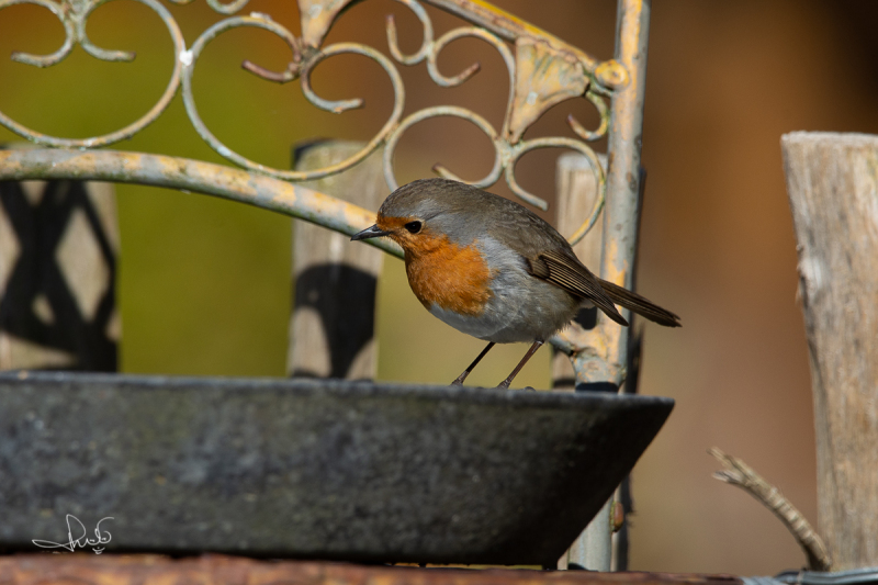 Roodborst / Robin (Erithacus rubecula)