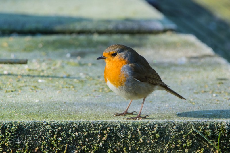 Roodborst / Robin (Erithacus rubecula)