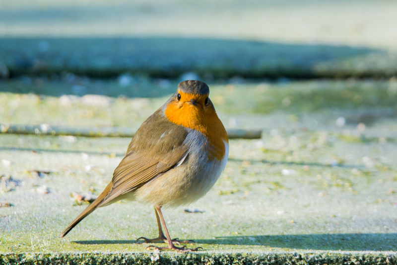 Roodborst / Robin (Erithacus rubecula)