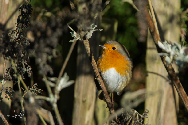 Roodborst / Robin (Erithacus rubecula)