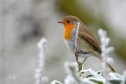 Roodborst / Robin (Erithacus rubecula)