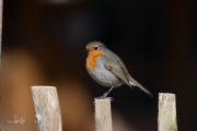 Roodborst / Robin (Erithacus rubecula)