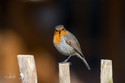 Roodborst / Robin (Erithacus rubecula)