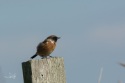 Roodborsttapuit / European Stonechat (Saxicola rubicola)