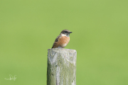 Roodborsttapuit / European Stonechat (Saxicola rubicola)