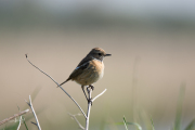 Roodborsttapuit / European Stonechat (Saxicola rubicola)