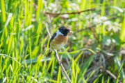 Roodborsttapuit / European Stonechat (Saxicola rubicola)