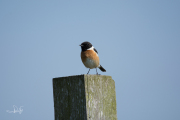 Roodborsttapuit / European Stonechat (Saxicola rubicola)