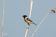 Roodborsttapuit / European Stonechat (Saxicola rubicola)