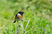 Roodborsttapuit / European Stonechat (Saxicola rubicola)