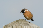 Roodborsttapuit / European Stonechat (Saxicola rubicola)