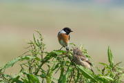 Roodborsttapuit / European Stonechat (Saxicola rubicola)