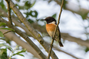 Roodborsttapuit / European Stonechat (Saxicola rubicola)