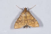 Salielichtmot (Anania verbascalis), micro