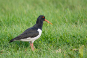 Scholekster / Eurasian Oystercatcher (Haematopus ostralegus)