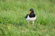 Scholekster / Eurasian Oystercatcher (Haematopus ostralegus)