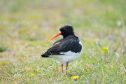 Scholekster / Eurasian Oystercatcher (Haematopus ostralegus)