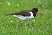 Scholekster, juveniel / Eurasian Oystercatcher, juvenile (Haematopus ostralegus)