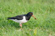 Scholekster / Eurasian Oystercatcher (Haematopus ostralegus)