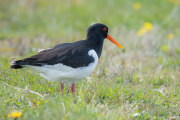 Scholekster / Eurasian Oystercatcher (Haematopus ostralegus)