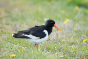 Scholekster / Eurasian Oystercatcher (Haematopus ostralegus)