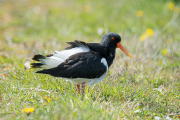 Scholekster / Eurasian Oystercatcher (Haematopus ostralegus)